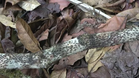 Processional termites, Malaysia Stock Footage 287350005