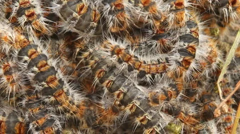 Processional worms 库存影片 1160048