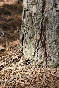 Processionary caterpillars crawling down a tree trunk Stock Photos