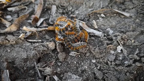 Processionary caterpillars Vidéo 126535648