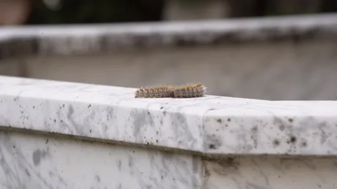 Processionary Caterpillars Moving in a Perfect Line in Nature Video stock 302213953