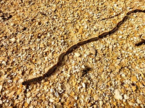 Processionary Caterpillars. Stock Photos