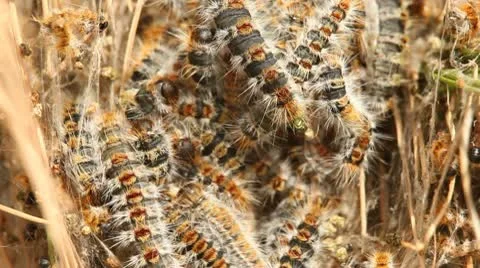 Processionary 库存影片 10792187