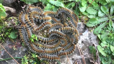 Processionary moth Video stock 239990007