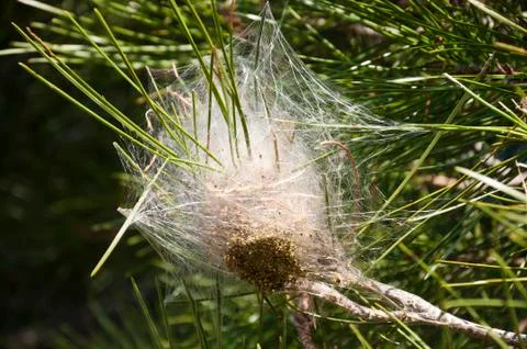 Processionary nest Stock Photos