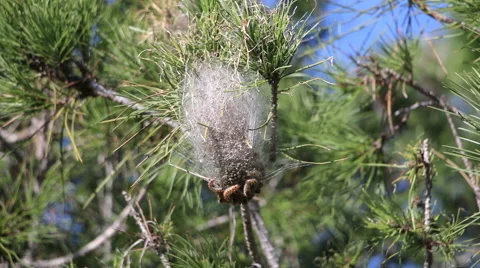 The Processionary Pine Caterpillars Stock Footage 45926762