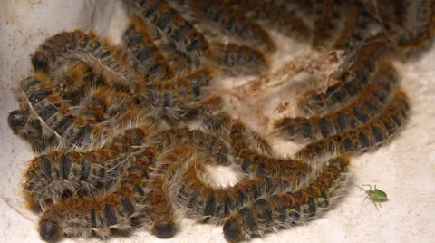 The processionary pine caterpillars: processionary moth, thaumetopoeidae Stock Footage 62889352