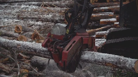 Processor Trimming And Placing Lumber Stock Footage 106599325