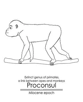 Proconsul, extinct genus of primates, a link between apes and monkeys Stock Illustration