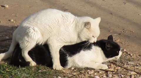 Procreating cats Video stock 1089856