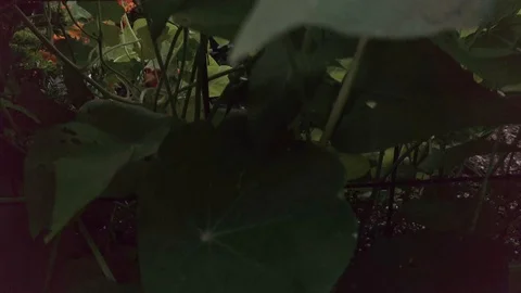 Proctor Garden 10 Stock Footage 117548539