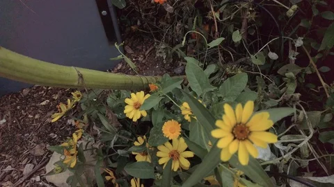 Proctor Garden 11 Stock Footage 117548549