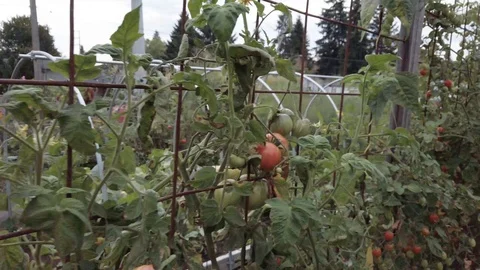 Proctor Garden 12 Stock Footage 117548559