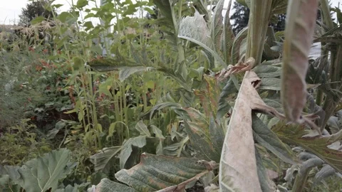 Proctor Garden 13 Stock Footage 117548561