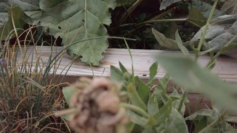 Proctor Garden 14 Stock Footage 117548573