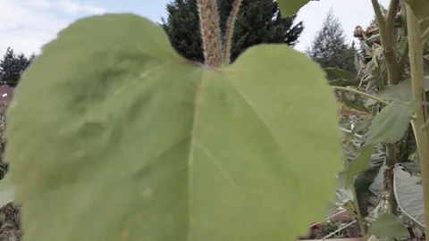 Proctor Garden 15 Stock Footage 117548588