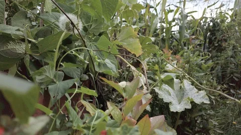 Proctor Garden 16 Stock Footage 117548578