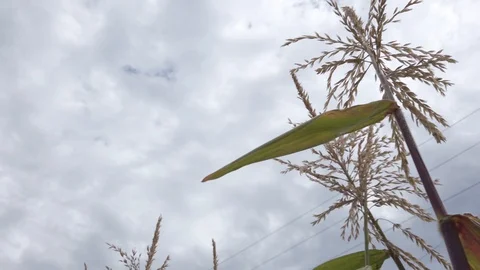 Proctor Garden 17 Stock Footage 117548586