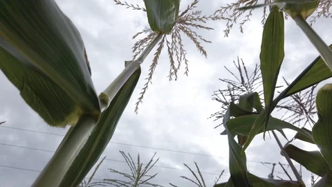 Proctor Garden 19 Stock Footage 117597814