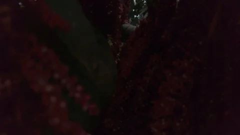 Proctor Garden 21 Stock Footage 117597881