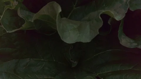 Proctor Garden 8 Stock Footage 117548531