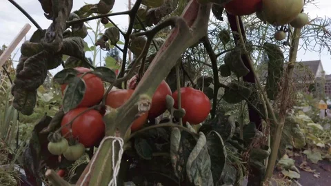 Proctor Garden 9 Stock Footage 117548547