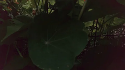 Proctor Garden slow motion 10 Stock Footage 117548636