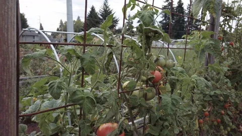 Proctor Garden slow motion 12 Stock Footage 117548880