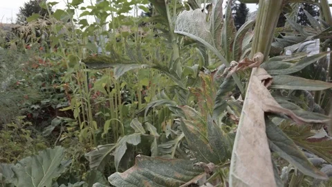 Proctor Garden slow motion 13 Stock Footage 117548677