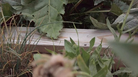 Proctor Garden slow motion 14 Stock Footage 117548688