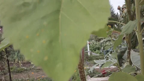 Proctor Garden slow motion 15 Stock Footage 117548702