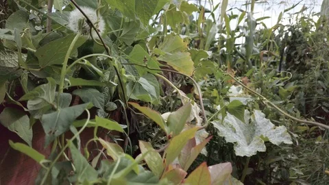 Proctor Garden slow motion 16 Stock Footage 117548718
