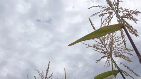 Proctor Garden slow motion 17 Stock Footage 117548740