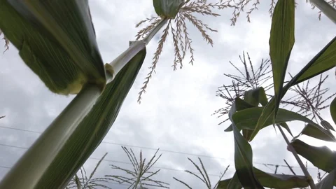 Proctor Garden slow motion 18 Stock Footage 117548760