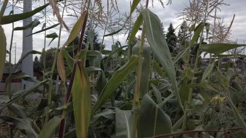 Proctor Garden slow motion 22 Stock Footage 117597791