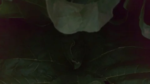 Proctor Garden slow motion 8 Stock Footage 117548621