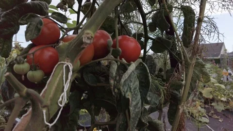 Proctor Garden slow motion 9 Stock Footage 117548651