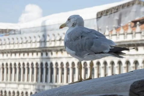 The Procuratie Vecchie, elevation in Piazza San Marco, city of Venice, Italy, Stock-Fotos