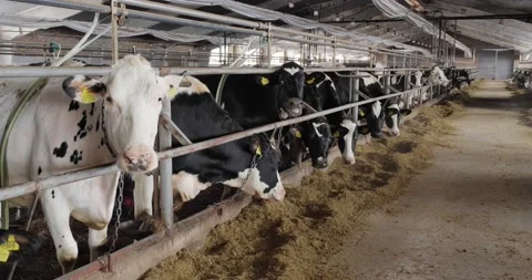 Procurement of feed for cattle. Sheaves of hay on the farm Stock Footage 182827490