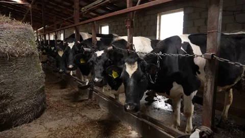 Procurement of feed for cattle. Sheaves of hay on the farm Stock Footage 237555496