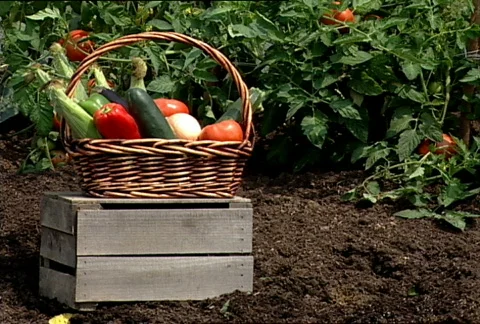 Produce Display 043 Stock Footage 486478