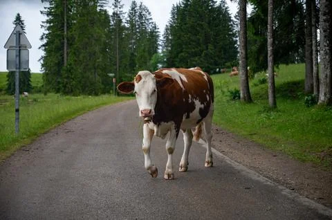 Producing of wheels of Comte cheese in lower Jura, France, Montbeliards or .. Stock Photos