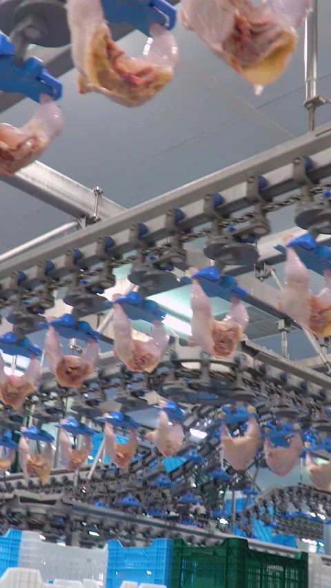 Production and processing of chicken meat. Vertical video. Video stock 269374637
