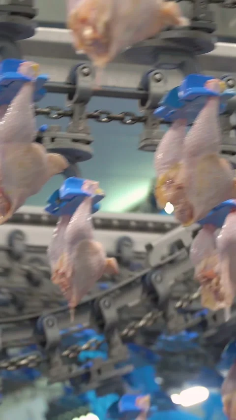 Production and processing of chicken meat. Vertical video. Stock Footage 269374658