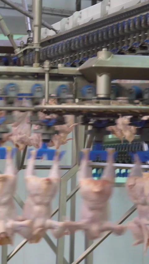 Production and processing of chicken meat. Vertical video. Video stock 269374885