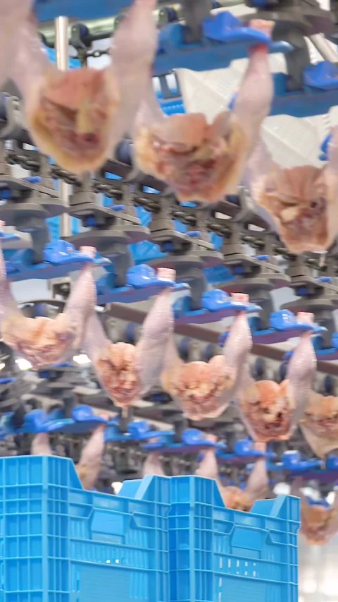Production and processing of chicken meat. Vertical video. Stock Footage 269374984