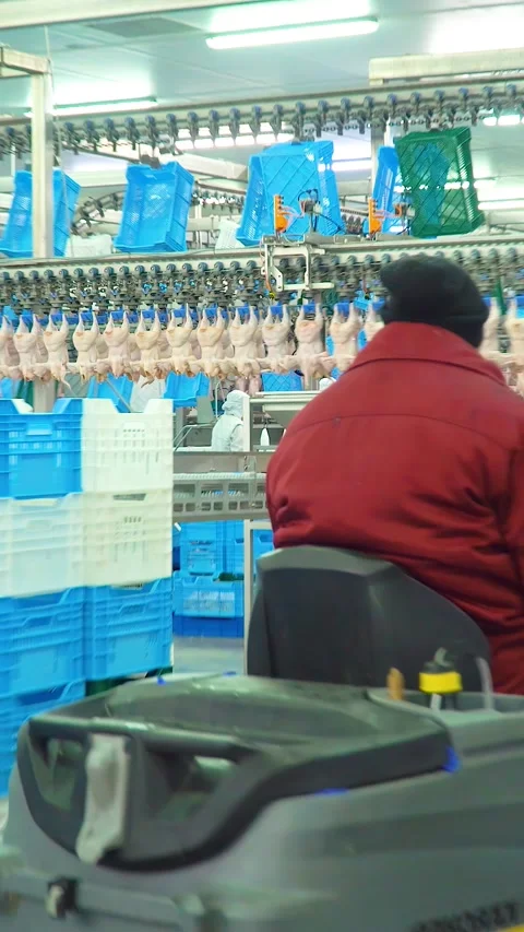 Production and processing of chicken meat. Vertical video. Video stock 269644331
