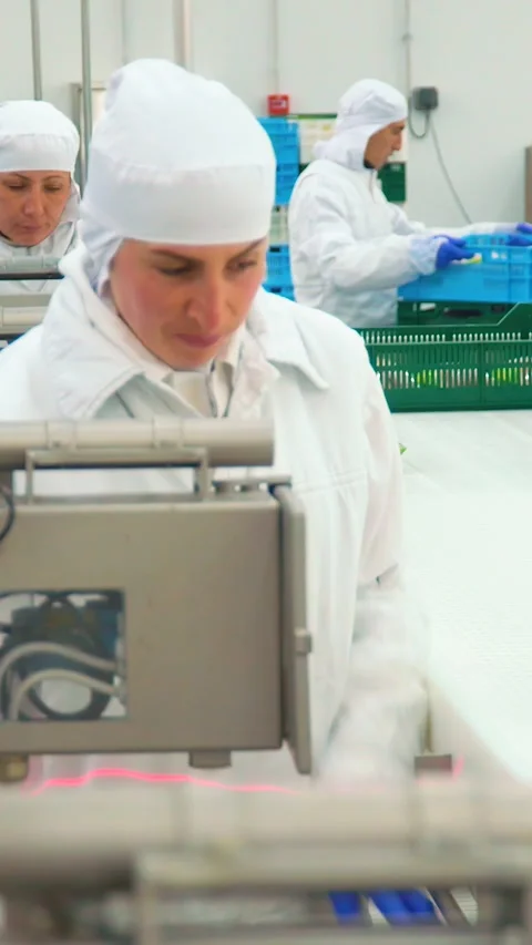 Production and processing of chicken meat. Vertical video. Stock Footage 269644372