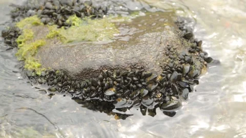 Production and production of shellfish in Montenegro. Mussels in the wild on  Stock Footage 110730205