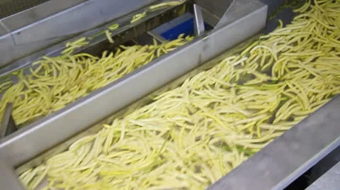 Production and sorting green beans Stock Footage 24220829